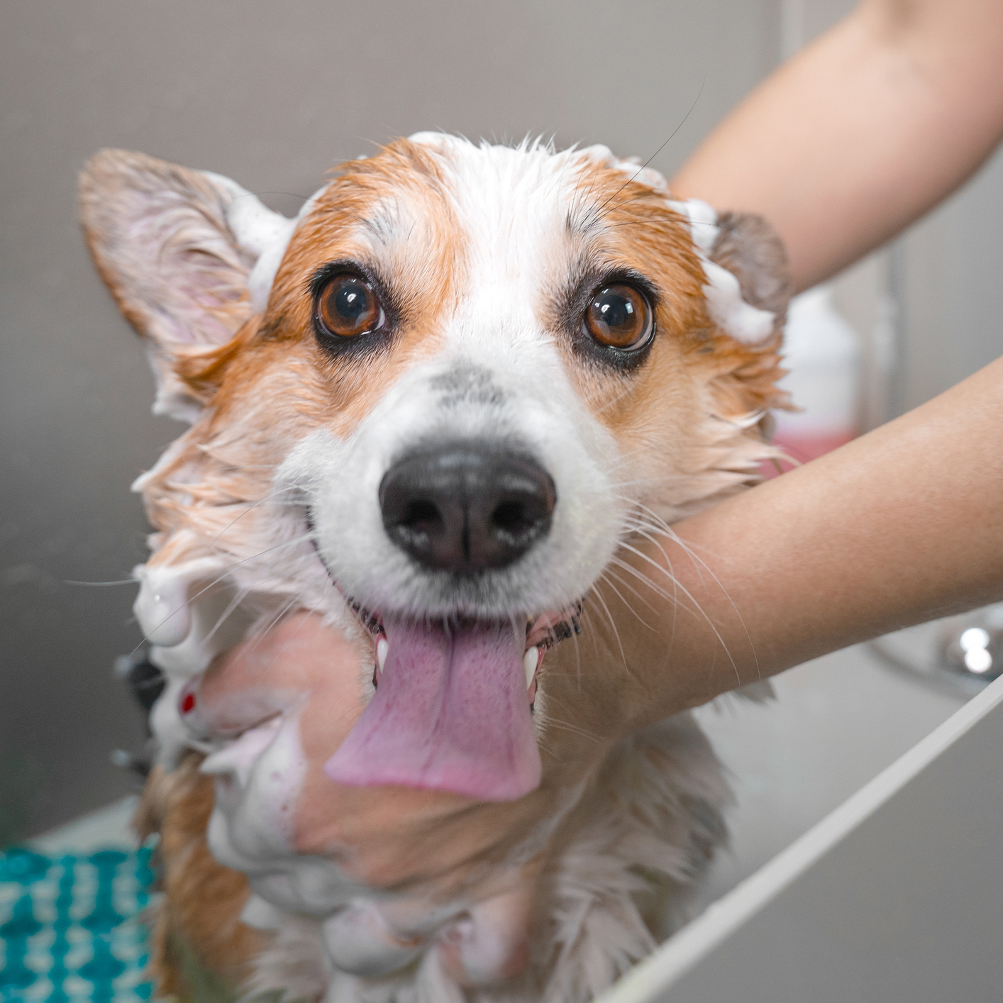 Dog being washed and groomed by a person with gloves.